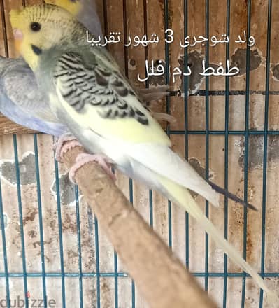 بادجى وباركادلوا