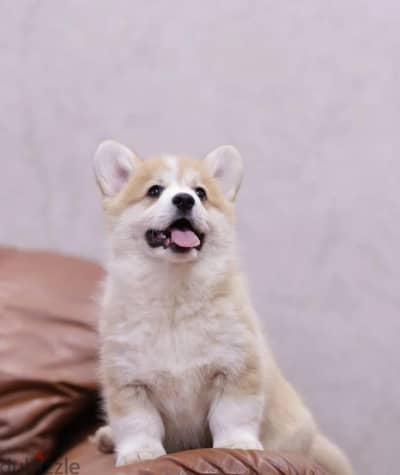 Pembroke welsh corgi puppy