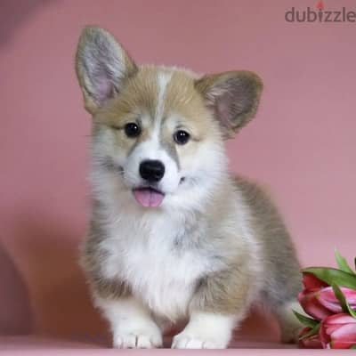 Pembroke welsh corgi puppy female