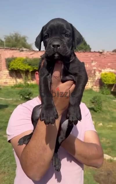 جراوى كانى كورسو Cane Corso