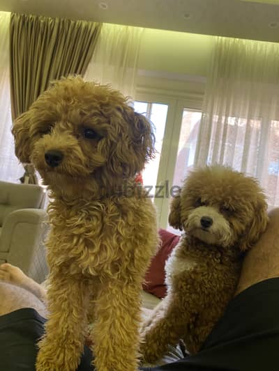  Adorable Toy Poodle Puppies for Sale 