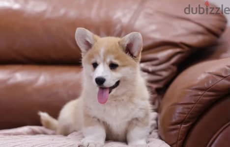 Pembroke welsh corgi from Russia