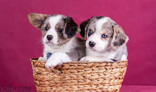 Pembroke welsh corgi puppy female