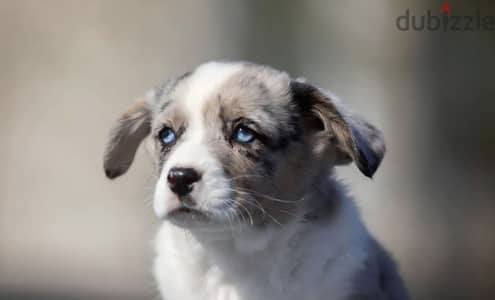 Welsh corgi cardigan puppy boy from Russia