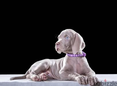 Weimaraner puppies from Russia
