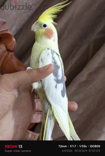 طيور زينه