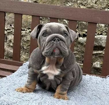 60 days E bulldog male 60 days comes with pedigree for reservation