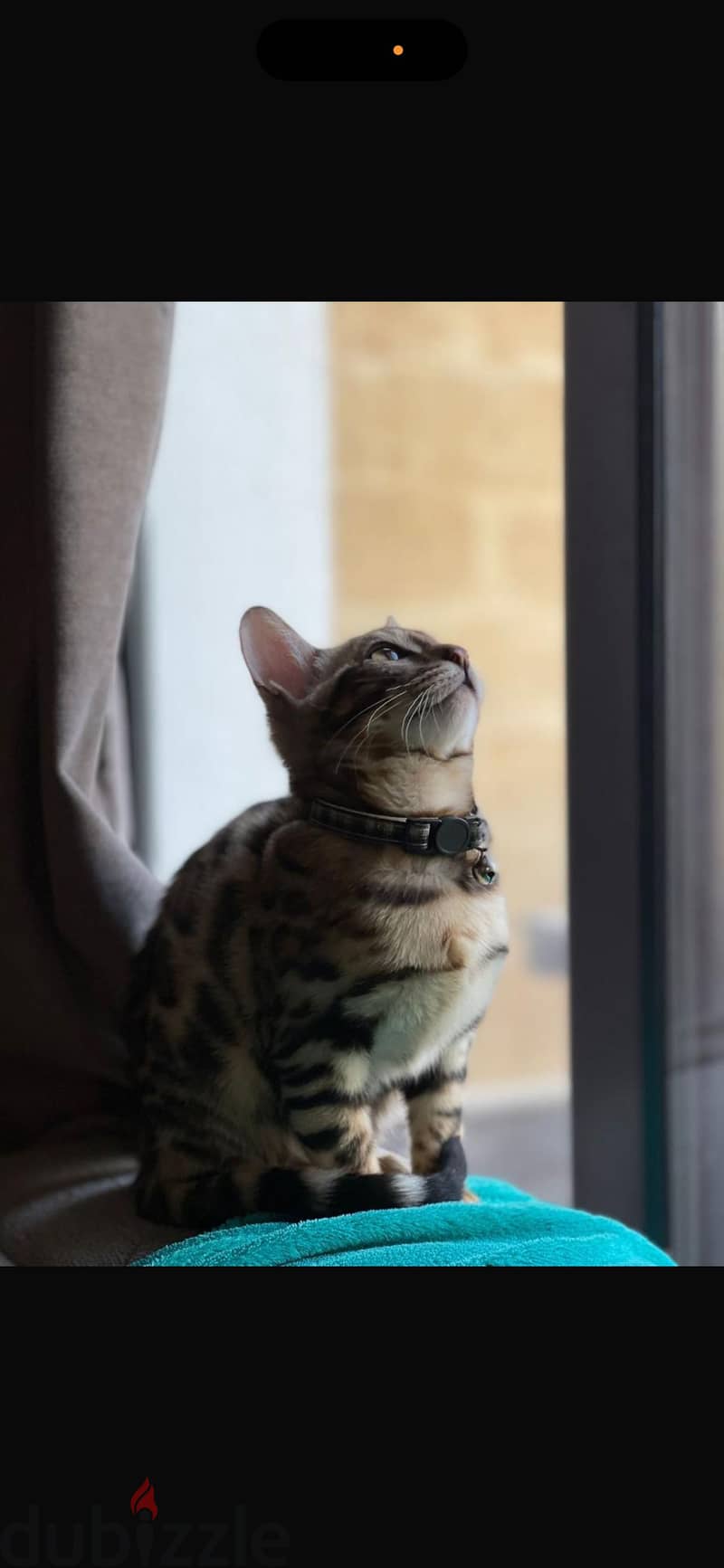 bengal cats 2