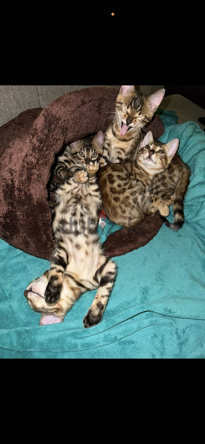 bengal cats 1