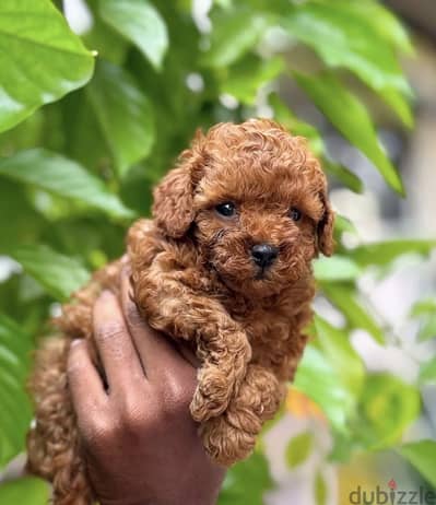 Toy Poodle - maltipoo - توي بودل - مالتي بو