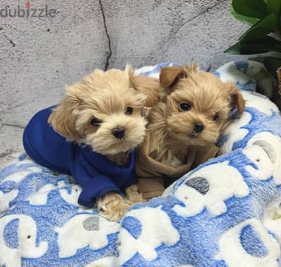 Toy poodle maltipoo توي بودل - مالتي بو