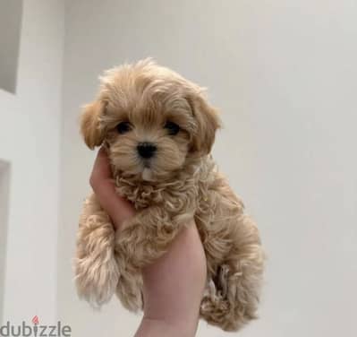 Toy poodle / maltipoo مالتي بو توي بودل