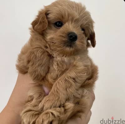 Toy poodle , maltipoo توي بودل ، مالتي بو