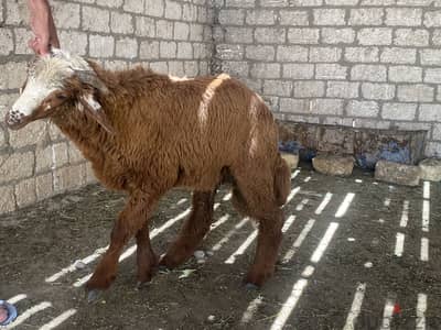 خروف العيد بفضل الله