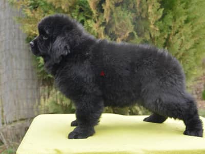 female newfoundland import for reservation 50 days old