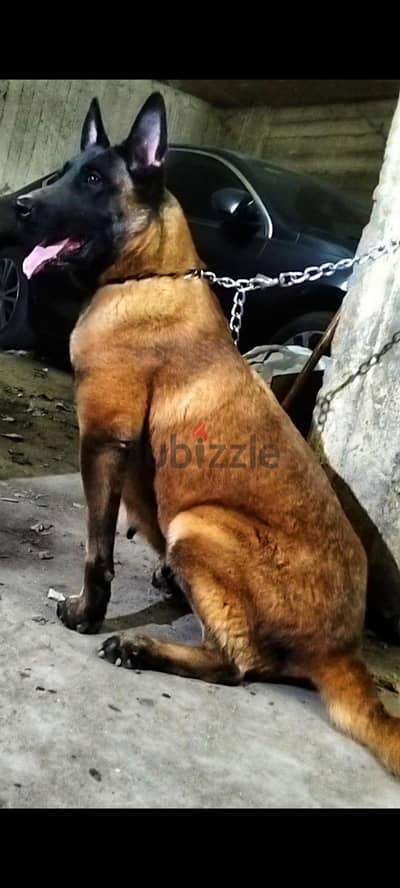 انثي عمر سنتين ونص منتجه وعليها زلال قربت تحيض