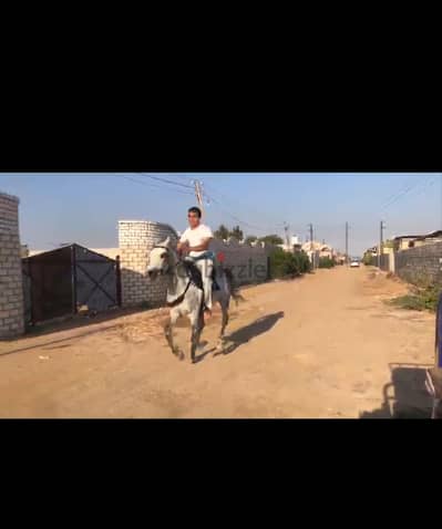 anglo arab horse