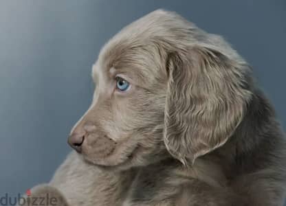Weimaraner puppy boy from Russia