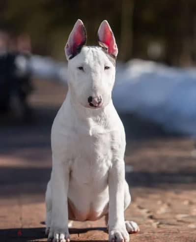Bull terrier puppy female