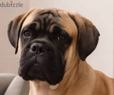 Bull mastiff puppy male from Russia