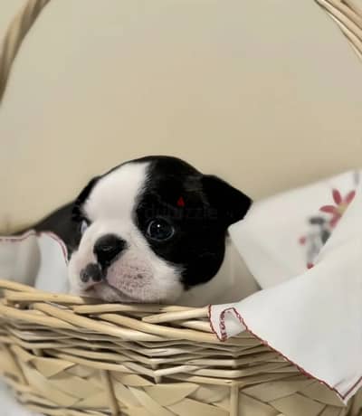 Boston terrier male from Russia