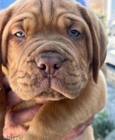 French mastiff puppy male
