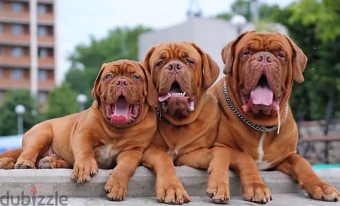 Dogue de Bordeaux puppy male from Russia