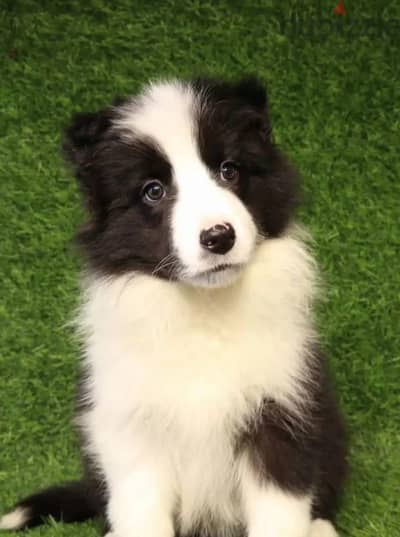 Border collie puppy female