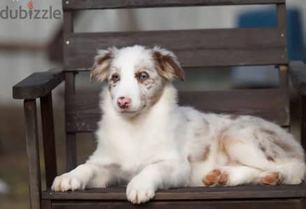 Border collie puppy female from Russia