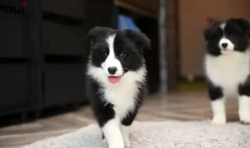 Border collie puppy female from Russia