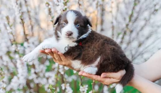 Border collie puppy boy from Russia