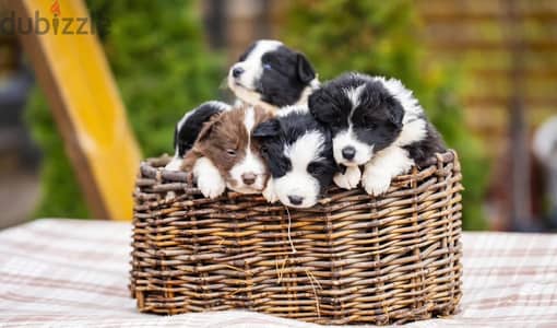 Border collie puppies from Russia