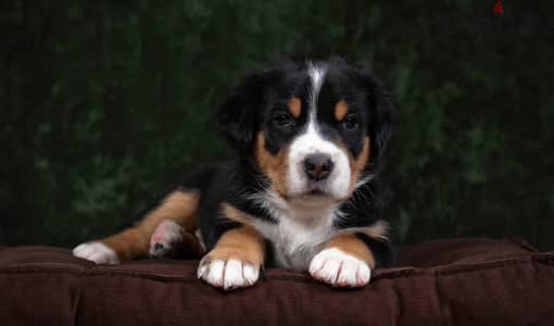 Greater Swiss mountain puppy female from Russia