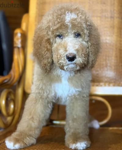 Standard King poodle puppy female from Russia