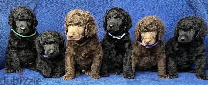 Standard King poodle puppies
