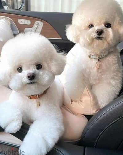 Bichon Frise puppies from Russia