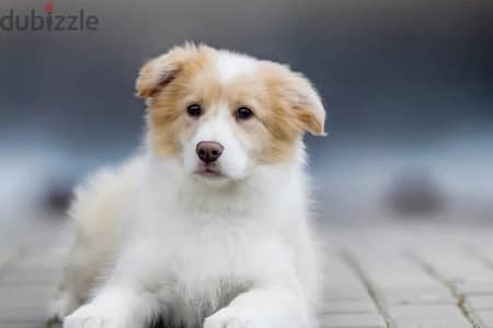 Border collie puppy boy from Russia
