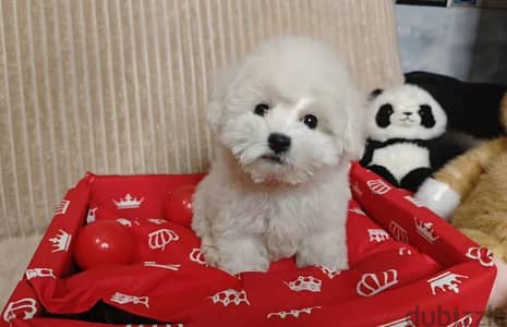 Bichon Frise puppy female from Russia