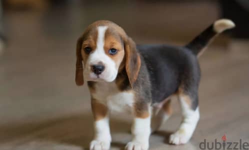 Beagle puppies girls from Russia