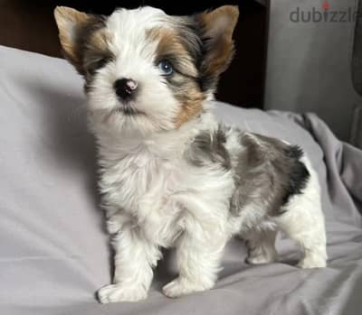 Biewer Yorkshire terrier puppy female
