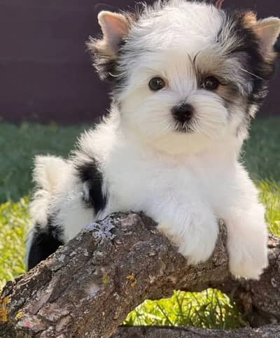 Biewer Yorkshire terrier puppy female