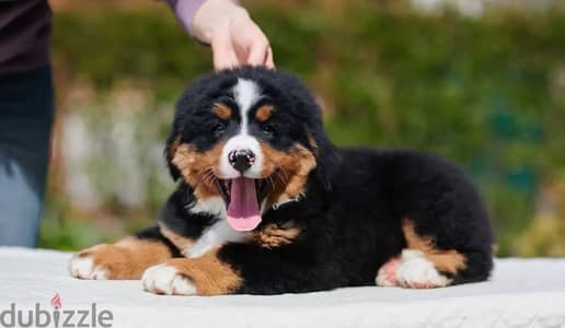 Bernese mountain puppy female