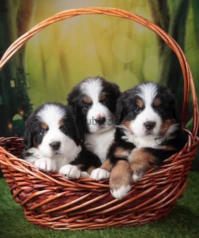 Bernese mountain puppies from Russia