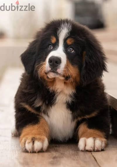 Bernese mountain puppies from Russia