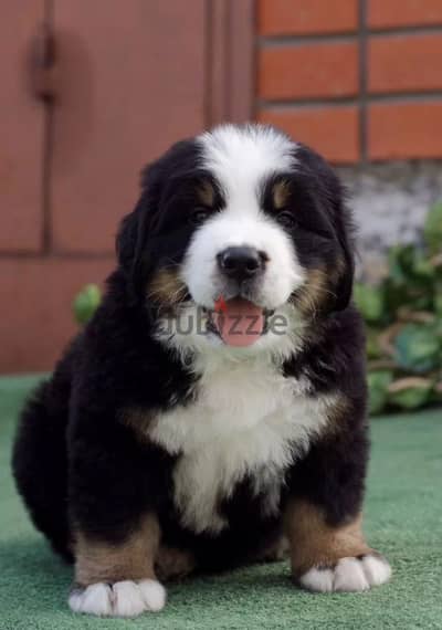 Bernese mountain puppy female from Russia