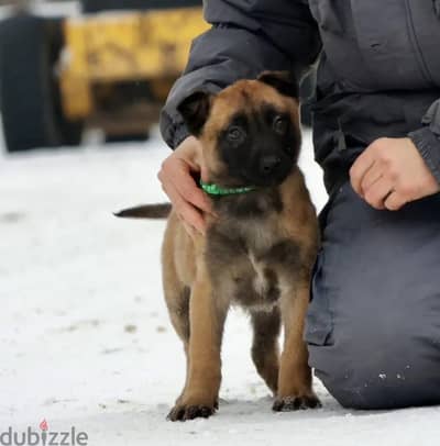 Belgian shepherd Malino puppy