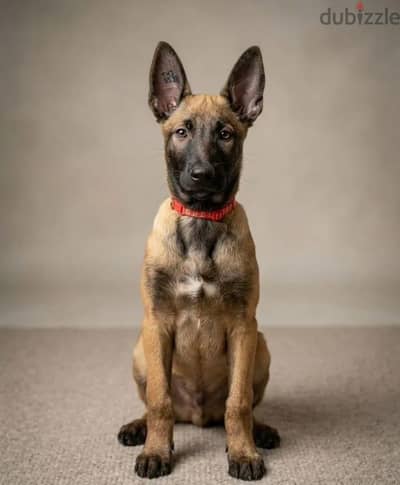 Belgian shepherd Malino puppy boy