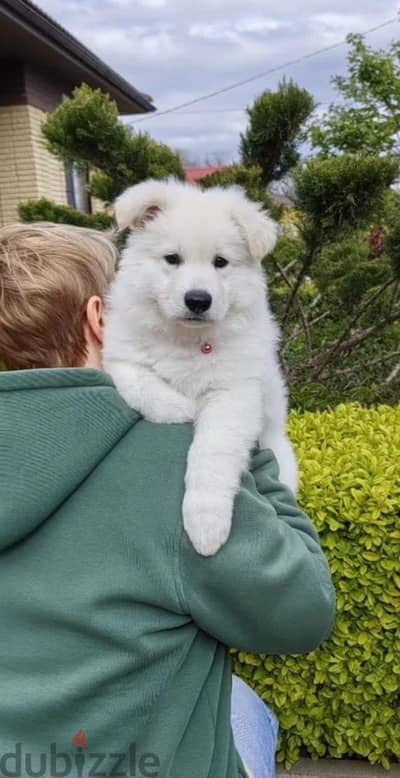 White Swiss shepherd puppy male