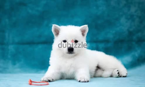 White Swiss shepherd puppies
