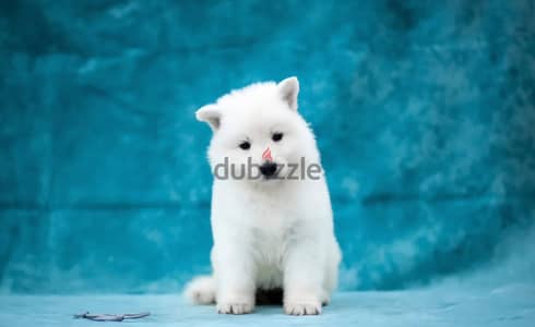 White Swiss shepherd puppies